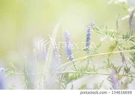 Wisteria flowers basking in the sun Wisteria flowers basking in the sun 134616699