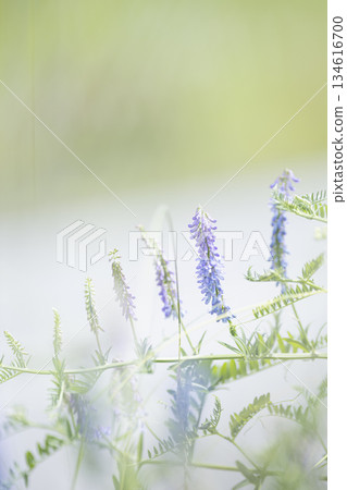 陽光下，紫藤花競相綻放 134616700