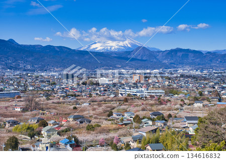 【神奈川縣】曾我梅林和富士山 【神奈川縣】曾我梅林和富士山 134616832