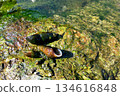 A Japanese river snail collected from the Tsuki River in Saitama Prefecture 134616848