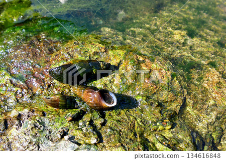 A Japanese river snail collected from the Tsuki River in Saitama Prefecture 134616848