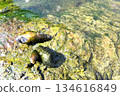 A Japanese river snail collected from the Tsuki River in Saitama Prefecture 134616849
