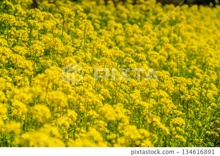 陽光柔和地灑在油菜花上。 陽光柔和地灑在油菜花上。 134616891