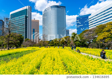 【東京】濱離宮花園的油菜花在摩天大樓的環繞下盛開 134616895