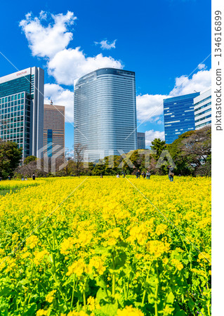 [Tokyo] Rape blossoms at Hamarikyu Gardens surrounded by skyscrapers 134616899