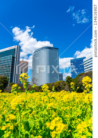 [Tokyo] Rape blossoms at Hamarikyu Gardens surrounded by skyscrapers 134616907