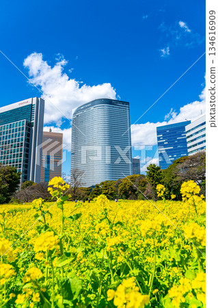 [Tokyo] Rape blossoms at Hamarikyu Gardens surrounded by skyscrapers 134616909