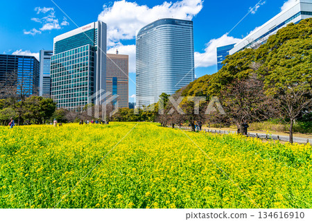 [Tokyo] Rape blossoms at Hamarikyu Gardens surrounded by skyscrapers 134616910