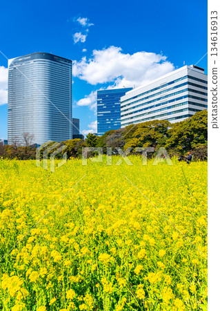 [Tokyo] Rape blossoms at Hamarikyu Gardens surrounded by skyscrapers 134616913