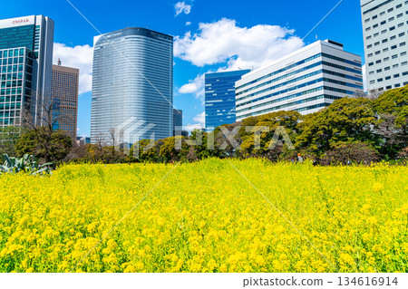 [Tokyo] Rape blossoms at Hamarikyu Gardens surrounded by skyscrapers 134616914