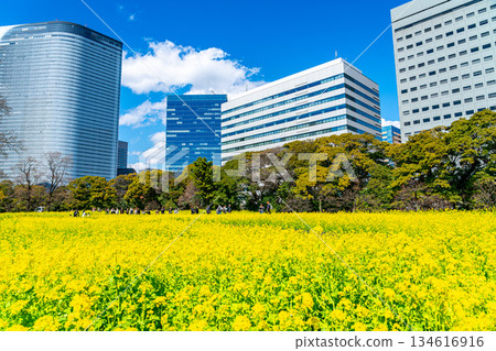 [Tokyo] Rape blossoms at Hamarikyu Gardens surrounded by skyscrapers 134616916
