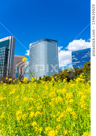 【東京】濱離宮花園的油菜花在摩天大樓的環繞下盛開 134616929