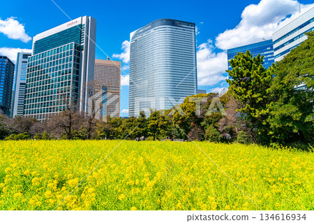 【東京】濱離宮花園的油菜花在摩天大樓的環繞下盛開 134616934