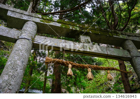 苔蘚覆蓋的石鳥居 [沖之島商會] 134616943