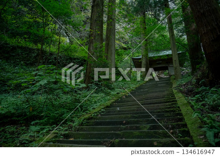 Moss-covered stone steps and gate Moss-covered stone steps and gate 134616947