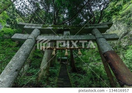 苔蘚覆蓋的石鳥居 [沖之島商會] 134616957