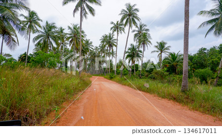 Curved Rural Dirt Road Surrounded by Palm Trees 134617011