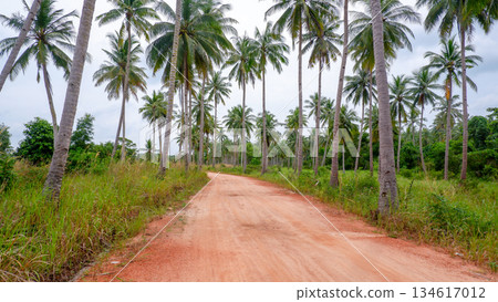 Straight Dirt Road Perspective Between Tall Palm Trees 134617012