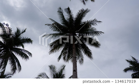 Single Coconut Palm Tree Silhouette Under Cloudy Sky Single Coconut Palm Tree Silhouette Under Cloudy Sky 134617019