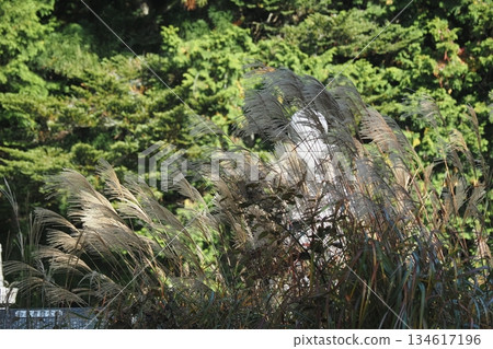 Japanese silver grass at the inner sanctuary of Mount Koya Japanese silver grass at the inner sanctuary of Mount Koya 134617196
