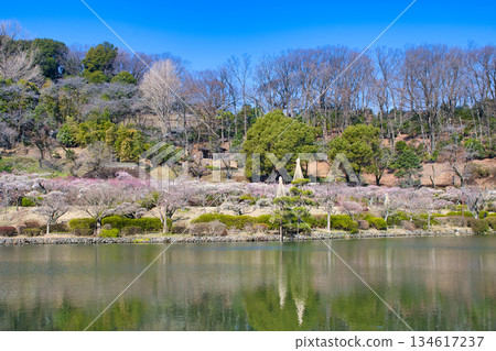 【町田市】藥師池公園梅花盛開 【町田市】藥師池公園梅花盛開 134617237