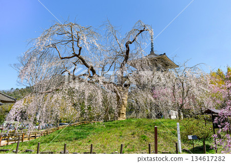 Spring at Josenji Temple 134617282