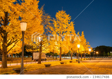 Tokyo Station Gyoko-dori Street and the night view of yellow leaves Tokyo Station Gyoko-dori Street and the night view of yellow leaves 134617486
