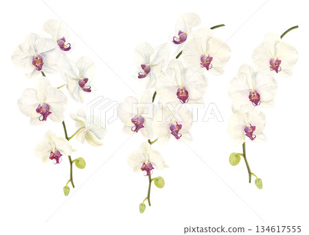 蝴蝶蘭水彩插圖 134617555