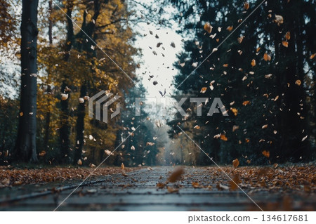 Winding Wooden Boardwalk Through Golden Autumn Leaves in a Tranquil Forest Setting Winding Wooden Boardwalk Through Golden Autumn Leaves in a Tranquil Forest Setting 134617681