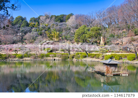 【町田市】藥師池公園梅花盛開 134617879