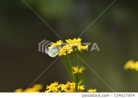 睡蓮和菜粉蝶 睡蓮和菜粉蝶 134617954