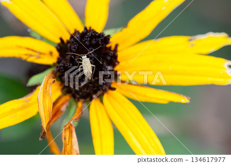Mirid bug resting on a yellow flower 134617977