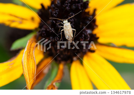 A small mirid bug resting on a yellow flower and sucking nectar 134617978