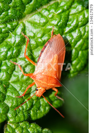 一隻紅臭蟲停在葉子上 一隻紅臭蟲停在葉子上 134617979