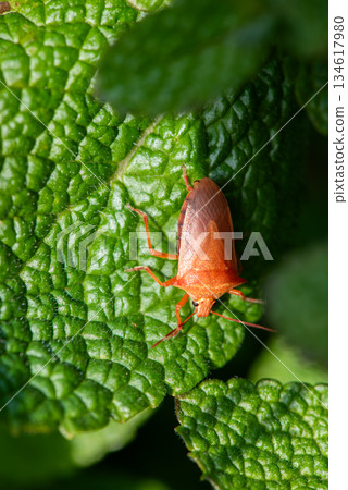 一隻紅色的臭蟲靜靜地停在一片綠葉上。 一隻紅色的臭蟲靜靜地停在一片綠葉上。 134617980
