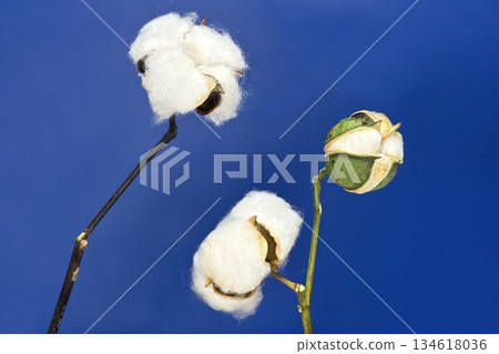 Cotton 134618036
