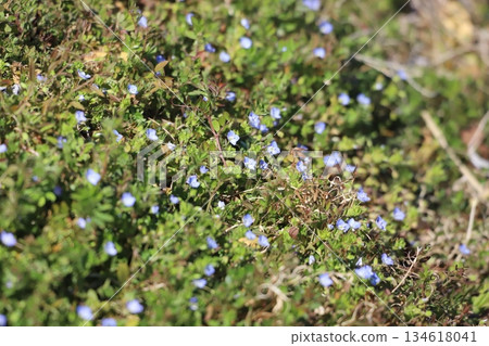 Blooming Fagus 134618041