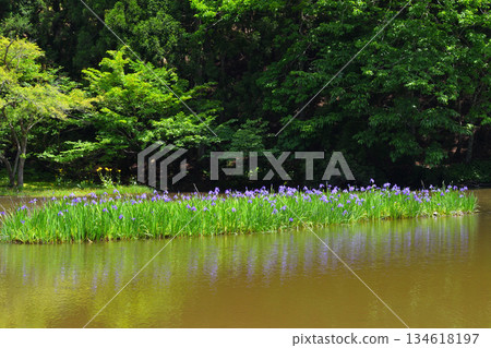 鳶尾花群落 134618197