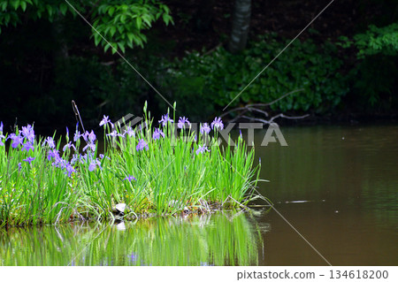 鳶尾花群落 134618200