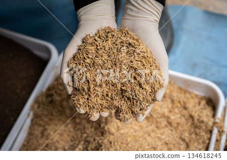 Gardener holding rice husks in hands. Rice husks are beneficial for planting as they improve soil drainage and aeration, retain moisture, and slowly release nutrients like silica and potassium. Gardener holding rice husks in hands. Rice husks are beneficial for planting as they improve soil drainage and aeration, retain moisture, and slowly release nutrients like silica and potassium. 134618245