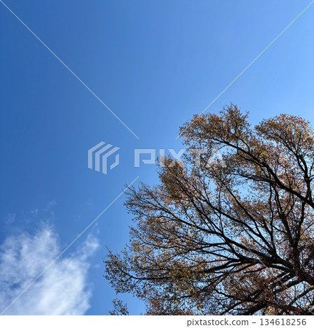 金黃色的樹枝和樹葉在秋日藍天的襯托下顯得格外醒目。 金黃色的樹枝和樹葉在秋日藍天的襯托下顯得格外醒目。 134618256
