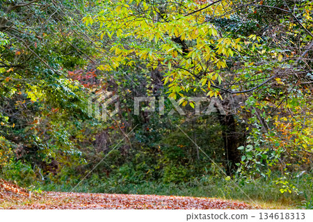 樟科Aomoji的黃葉和花蕾 134618313