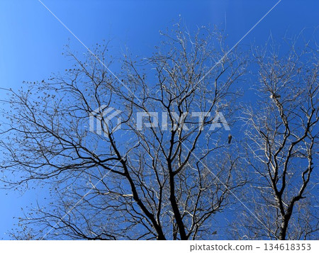 藍天與光禿禿的冬樹輪廓－簡單而寧靜的季節性自然景色 134618353