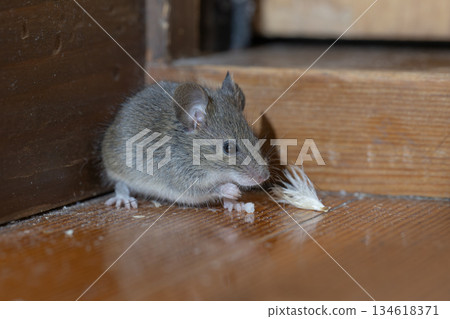 家鼠 134618371