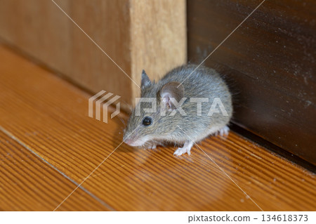 House mouse 134618373