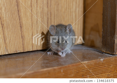 House mouse House mouse 134618375