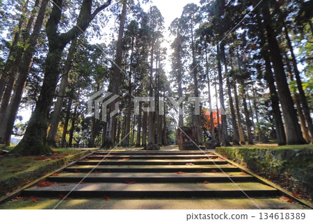 Obi Castle Obi cedar at the site of the former Honmaru (Nichinan City, Miyazaki Prefecture) Obi Castle Obi cedar at the site of the former Honmaru (Nichinan City, Miyazaki Prefecture) 134618389