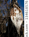 Asclepias fruit. Full of fluff inside. Vertical composition 134618576