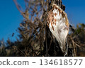 Asclepias fruit. It is filled with fluff. Horizontal composition 134618577