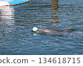 Dolphin playing with a ball 134618715